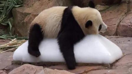 才明白冰块是奶茶的灵魂 夏天和冰块大概是命中注定的搭档吧～ 闷热的午后，一杯加了