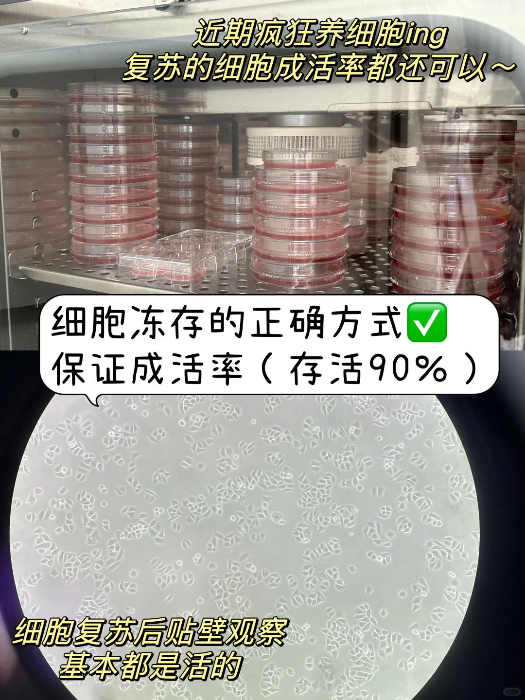 🙌🏻冻存细胞如何提高存活率？（小妙招分享）