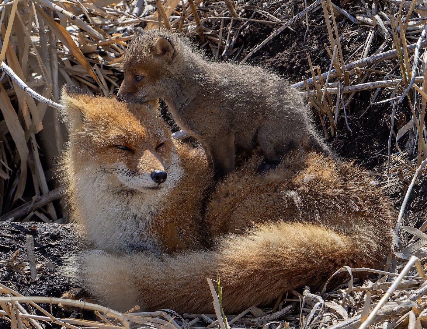 宝宝坐着妈妈这条大船©️hirokirin_photo 