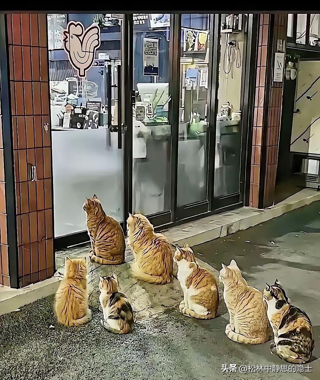 太暖心了！北京朝阳一家烤鸡店的老板，每天晚上打烊都会把没卖完的烤鸡和边角料，免费
