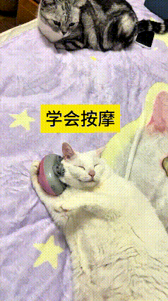 瞅瞅这俩猫，差别咋恁大嘞！白猫成天蹭着让主人挠头，主人给买个按摩器，它倒好，自学