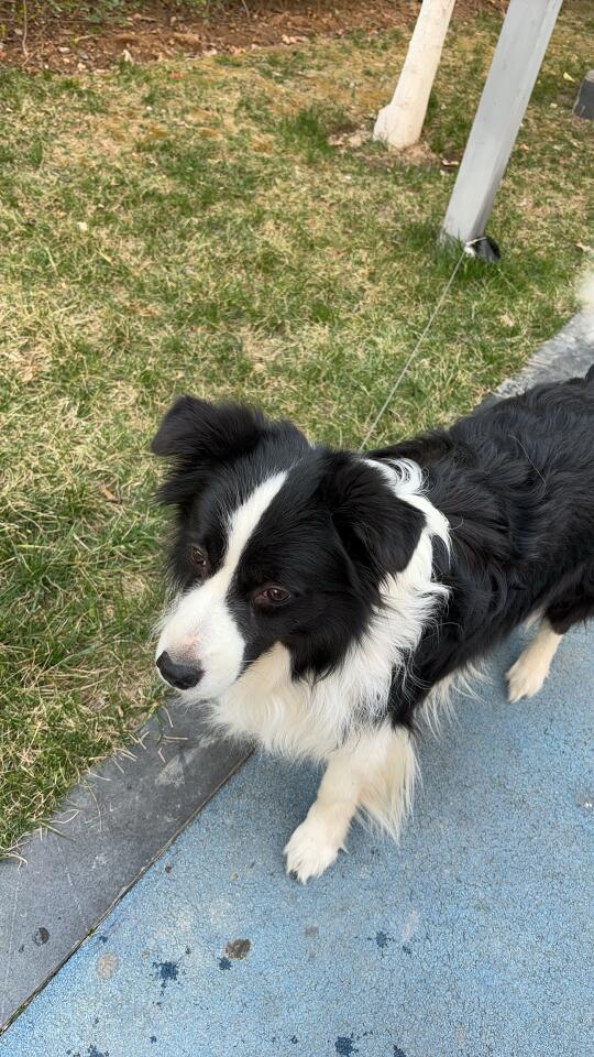 我愿称其为椰子失散多年的哥哥