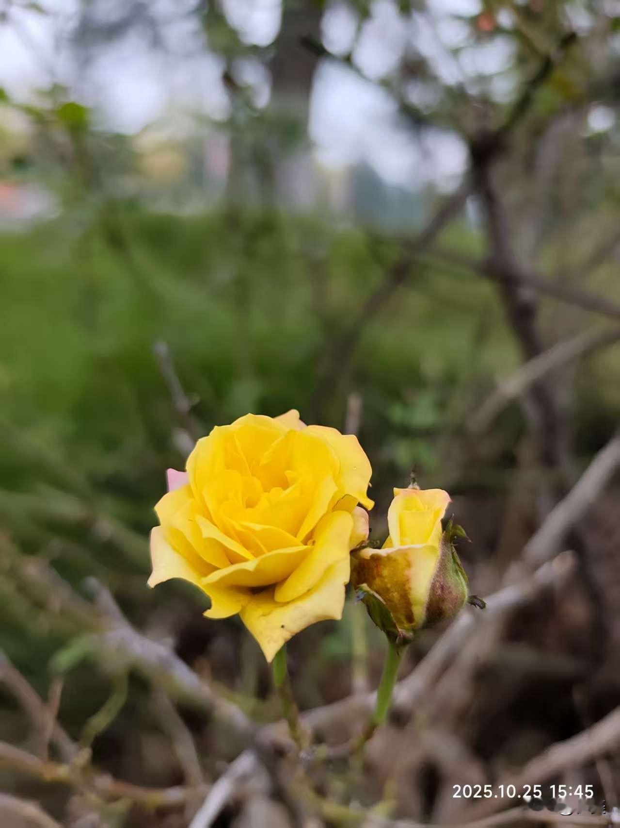 这朵鲜花好美呀。
明黄月季舒展瓣，嫩蕊轻摇。旁侧花苞半掩，沾些浅褐，裹着春末余温