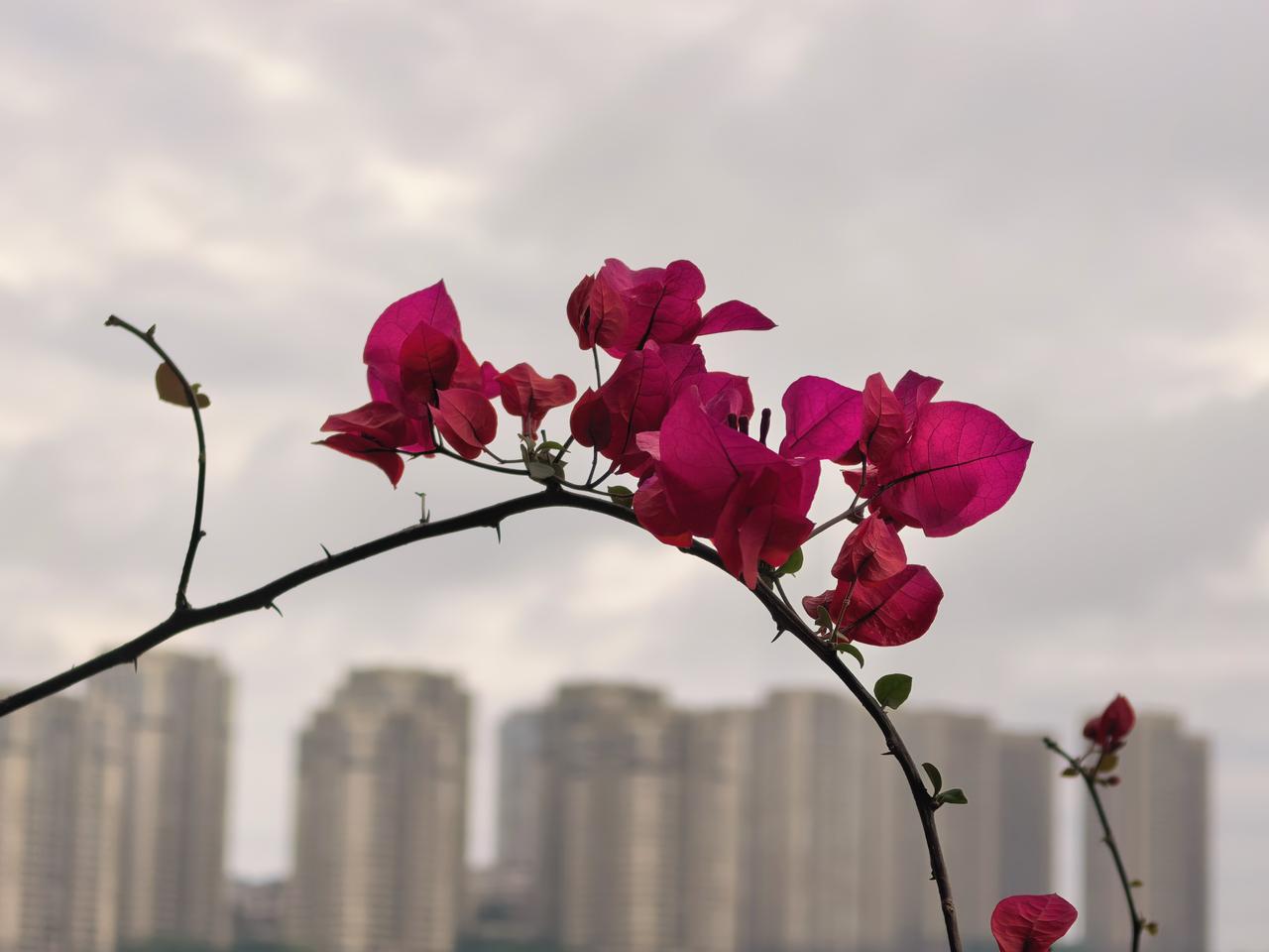 五一节到哪里去玩呢？
女儿计划到李庄去发呆，
我也想不出到什么地方去，
干脆粘贴