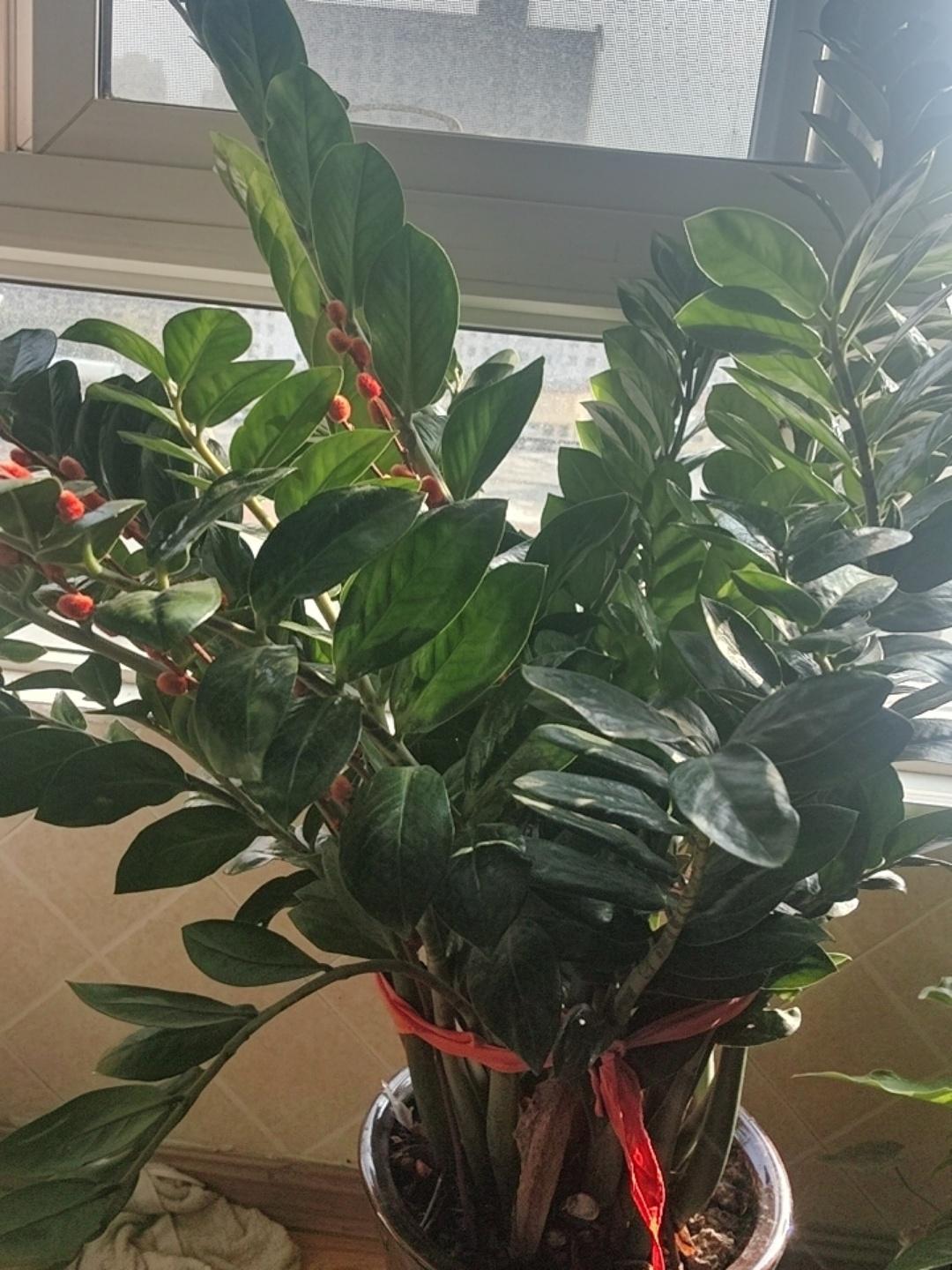 家里养的金钱树好好的，怎么突然就倒伏了呢？叶片耷拉着，枝茎东倒西歪软趴趴的，看着