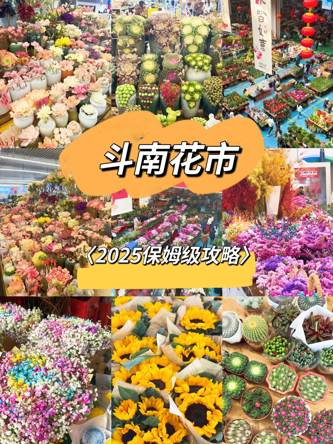 来昆明逛斗南花市！这份保姆级攻略请收好！！