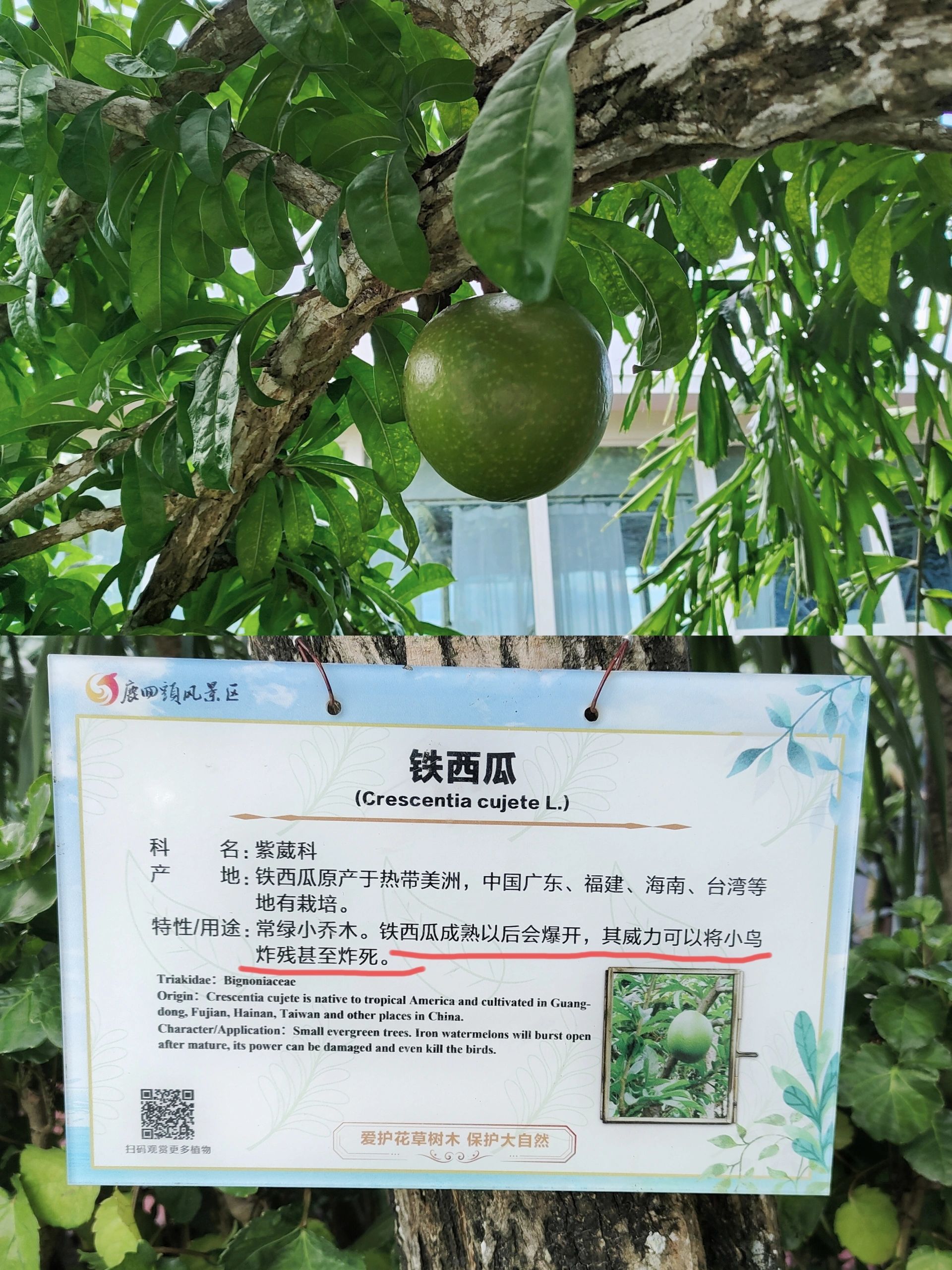 小鸟：尊嘟假嘟o.O？ ​​​