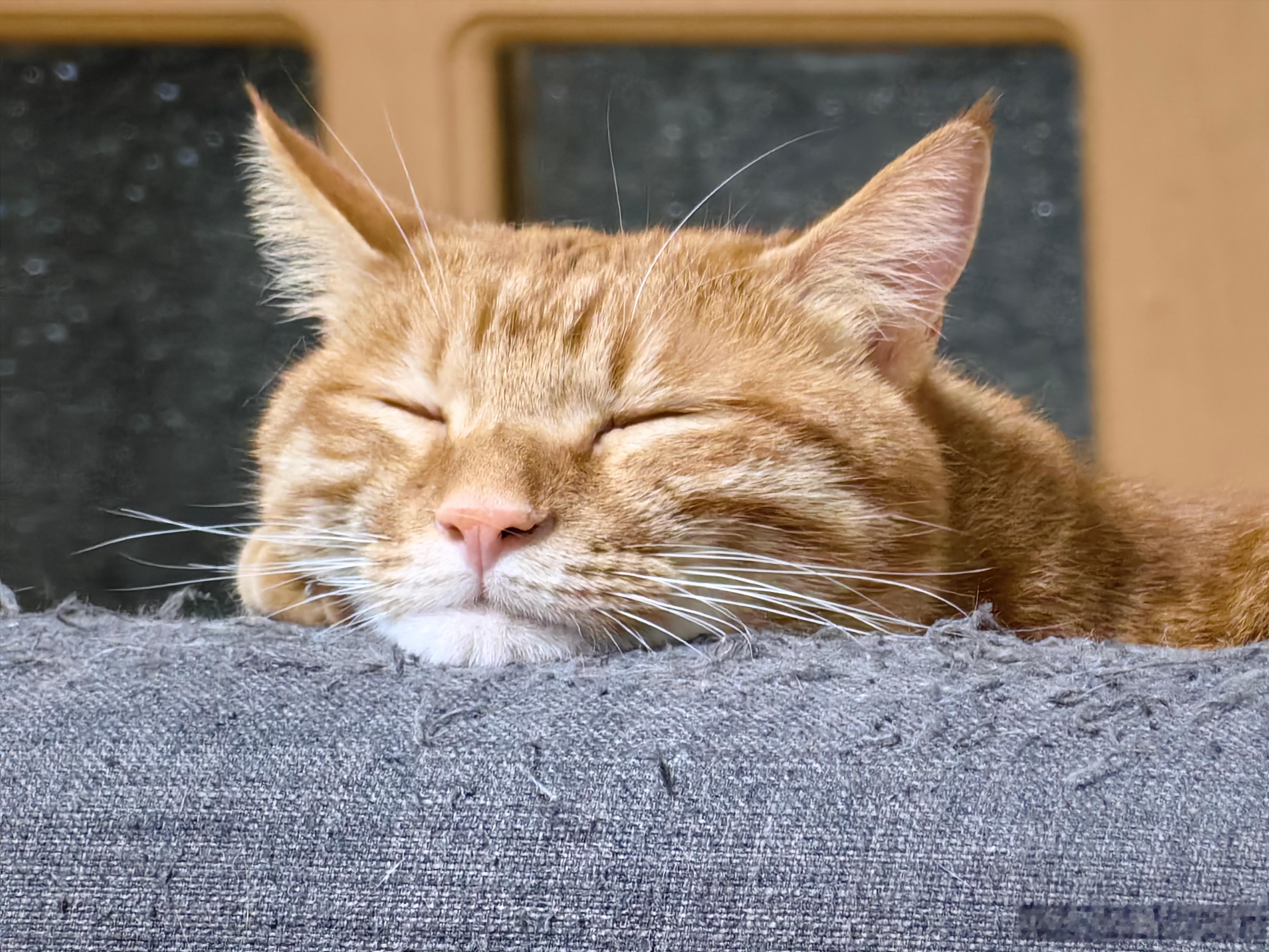 沙发，是他的大号猫爪板～​而他，是我一天的布洛芬～特别烦躁的一周，终于周五了[微
