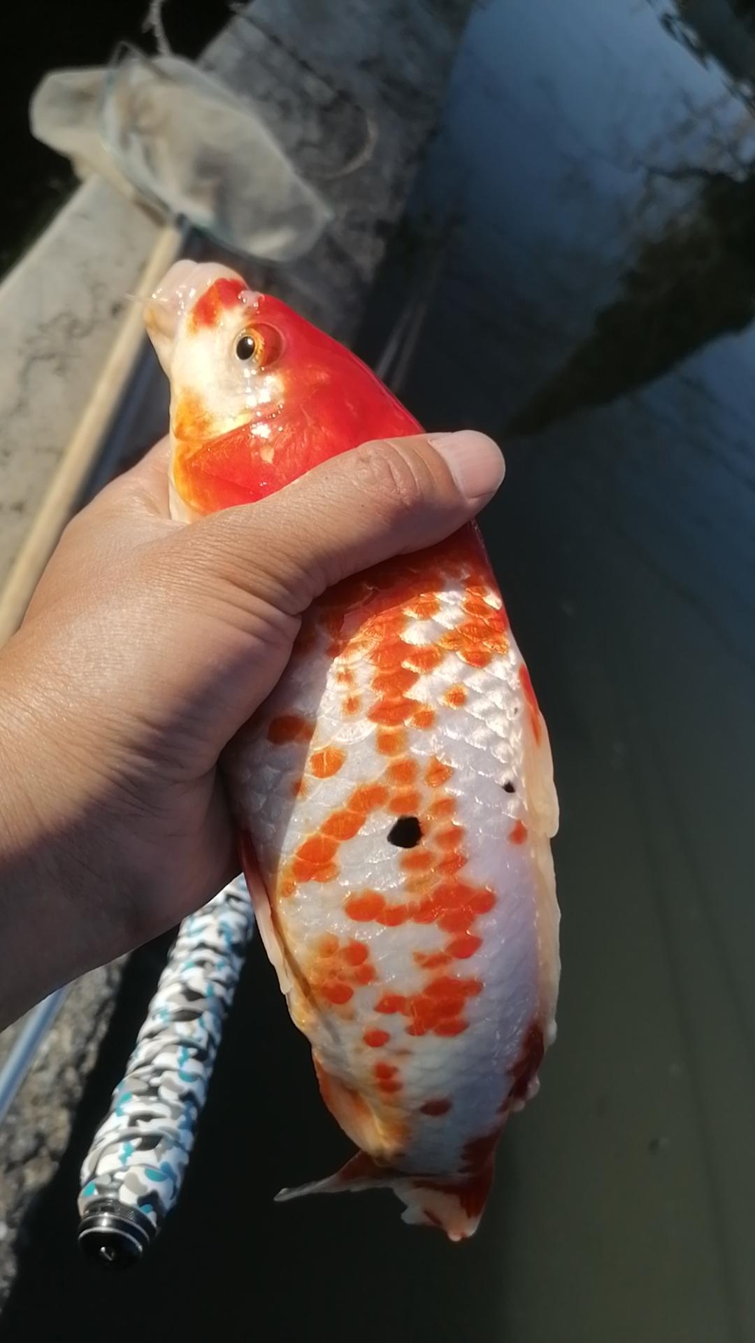 #见锦鲤者发发发 #兰寿金鱼 #见者好运 #好运锦鲤