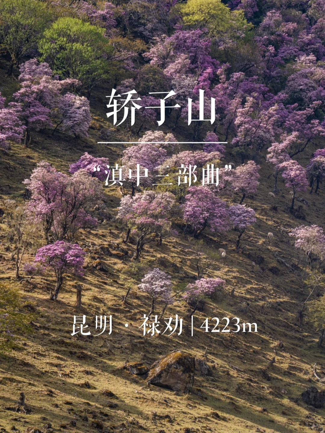 “滇中三部曲”轿子山 | 西南名山录