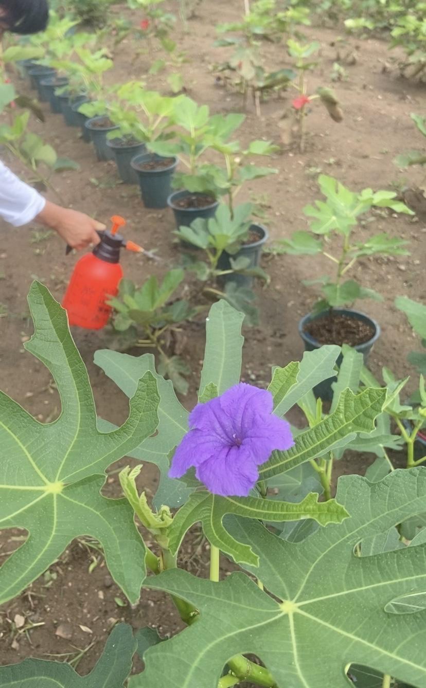田园生活就像一首悠扬的诗，充满了治愈的力量。无花果树也是，它像把绿伞，枝叶间挂满