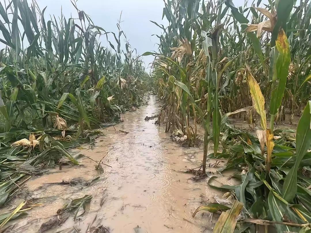 这雨啥时候是个头！玉米在地里泡烂，收回家就长芽，农民的心太疼了。
 
这雨跟老天