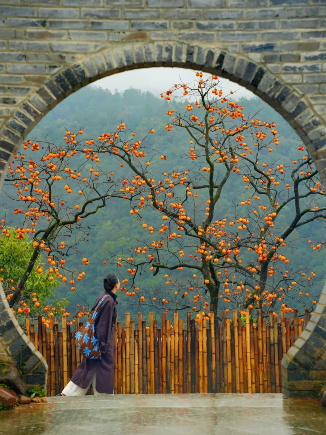 朋友圈被问爆的柿子林，不花钱呆一天‼️