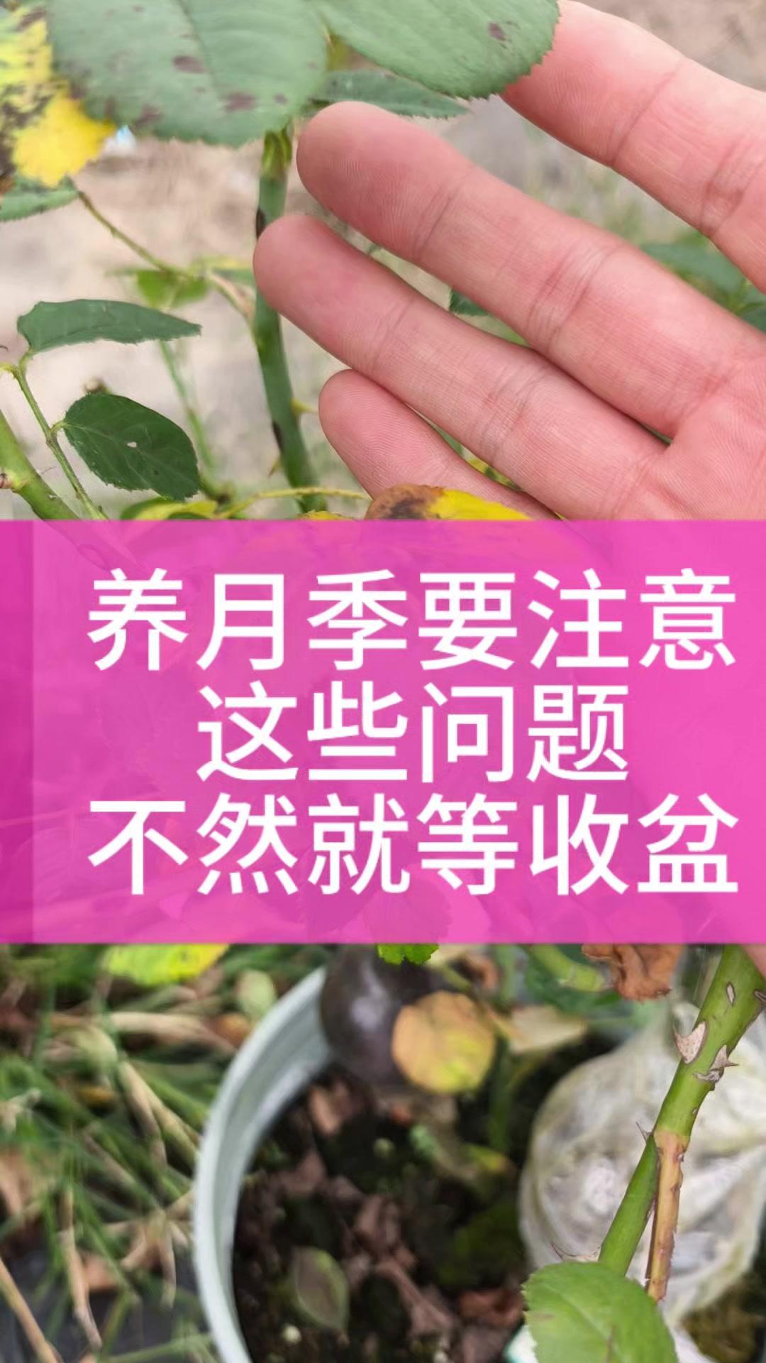 月季黄叶别慌，分清原因才能救！🌿黑斑型黄叶：叶片有斑点，一碰就掉，严重成光杆。