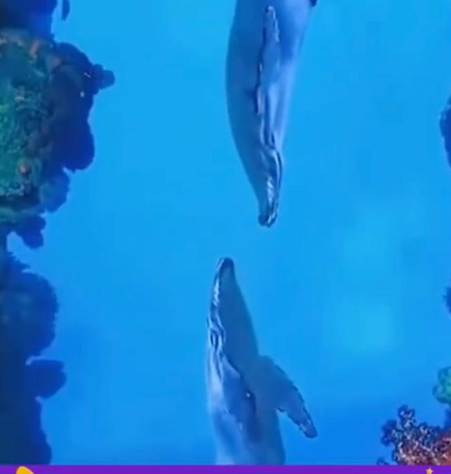 本以为万吨鲸鱼都是海洋里慢悠悠的大块头，直到看了国家自然博物馆的《鲸・奇》展，才