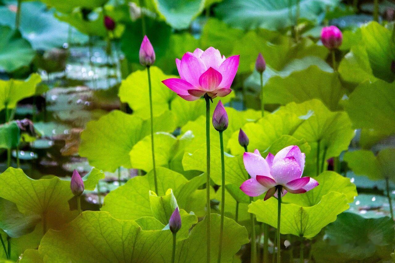 西江月 · 娲皇寺访荷
      
溽暑驱车寻远，高朋访寺观花。
摇红叠翠蔚明