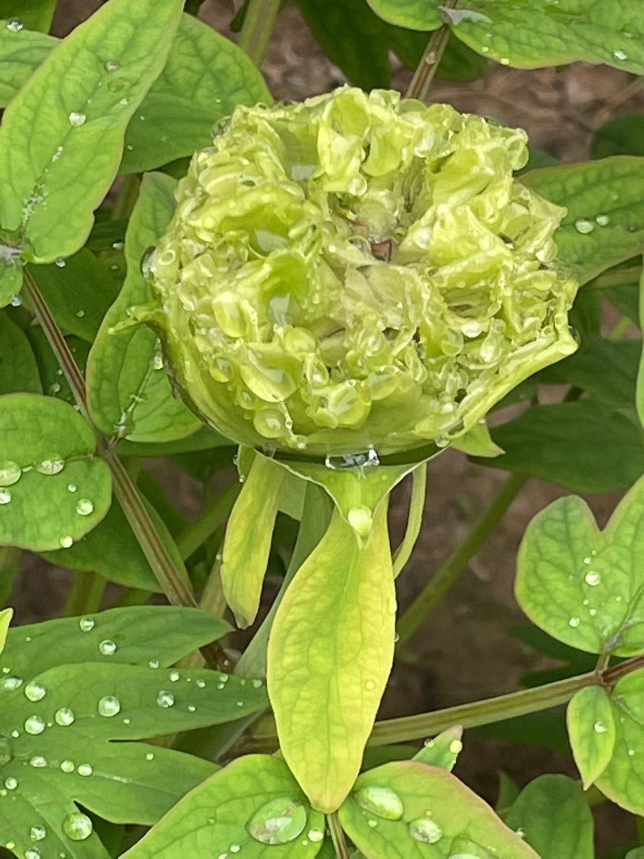 牡丹，是一种多年生落叶灌木，属于芍药科。牡丹花单生于枝顶，花瓣5或为重瓣，颜色变