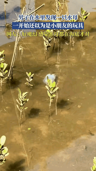 “解释不清了！”广东深圳，一男子在坝光水域发现一只淡蓝色水母，一开始以为是孩子玩