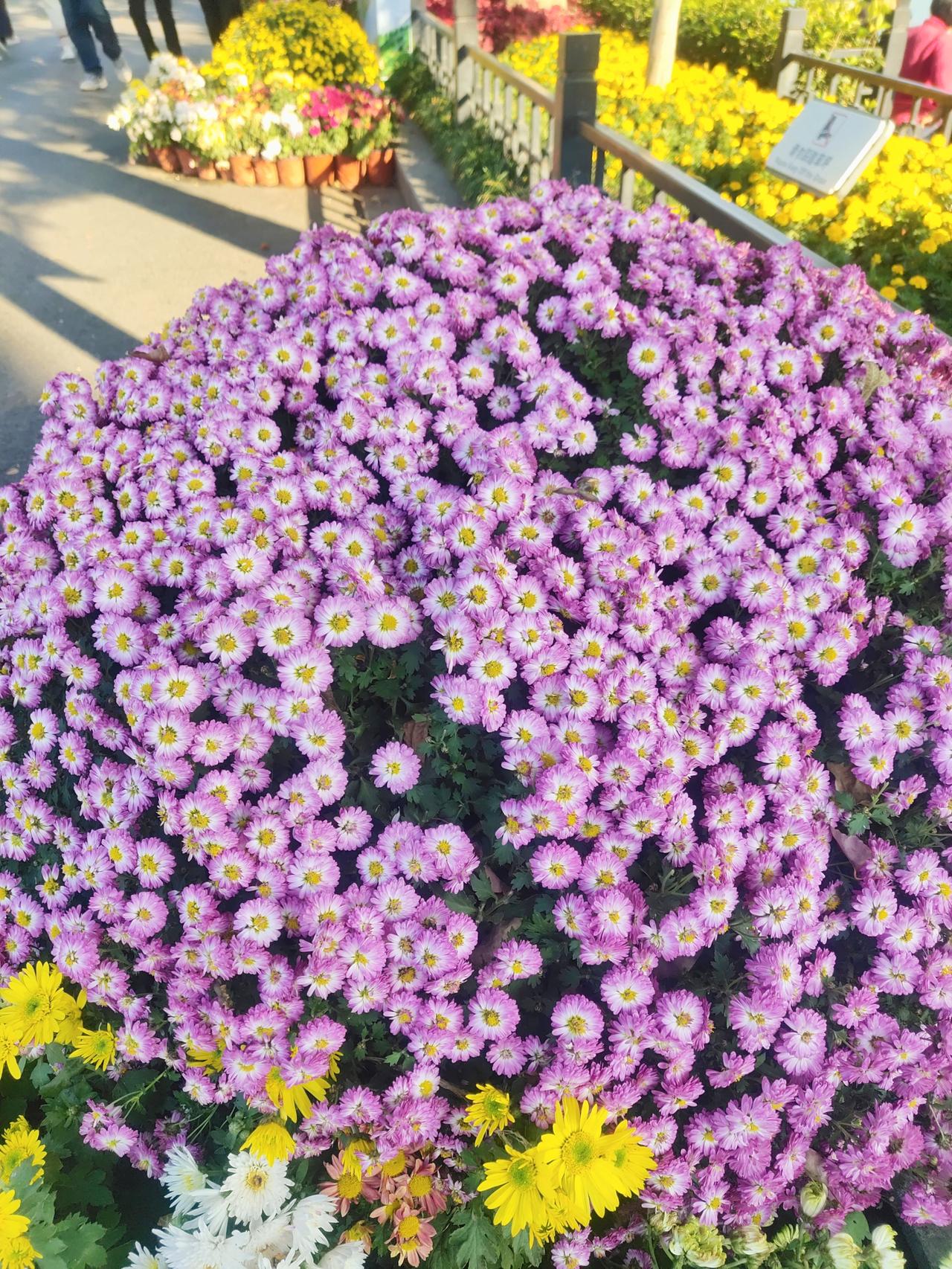这两天南京天气好，快去玄武湖赏菊，我昨天去看过了，菊不待人，时不再来，再来一次冷