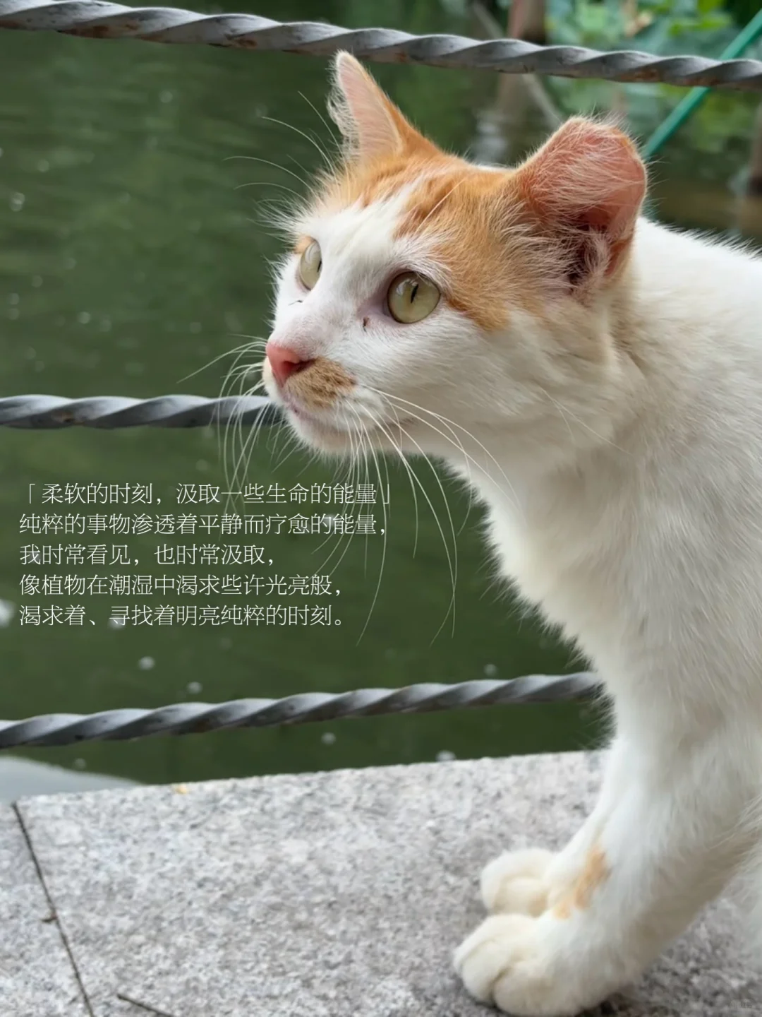 悲观、脆弱、疲惫时，我只是躺在流逝的时间上。