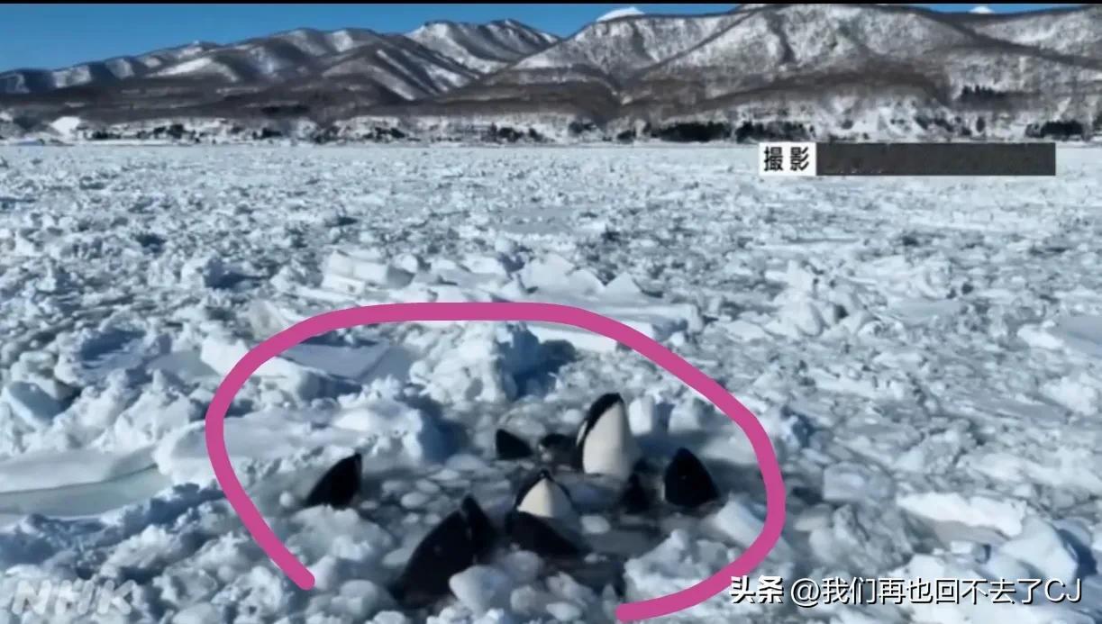 日本北海道，东北沿海一群虎鲸被困浮冰区不停翻滚挣扎，应该是冰区太大很难找到呼吸缺