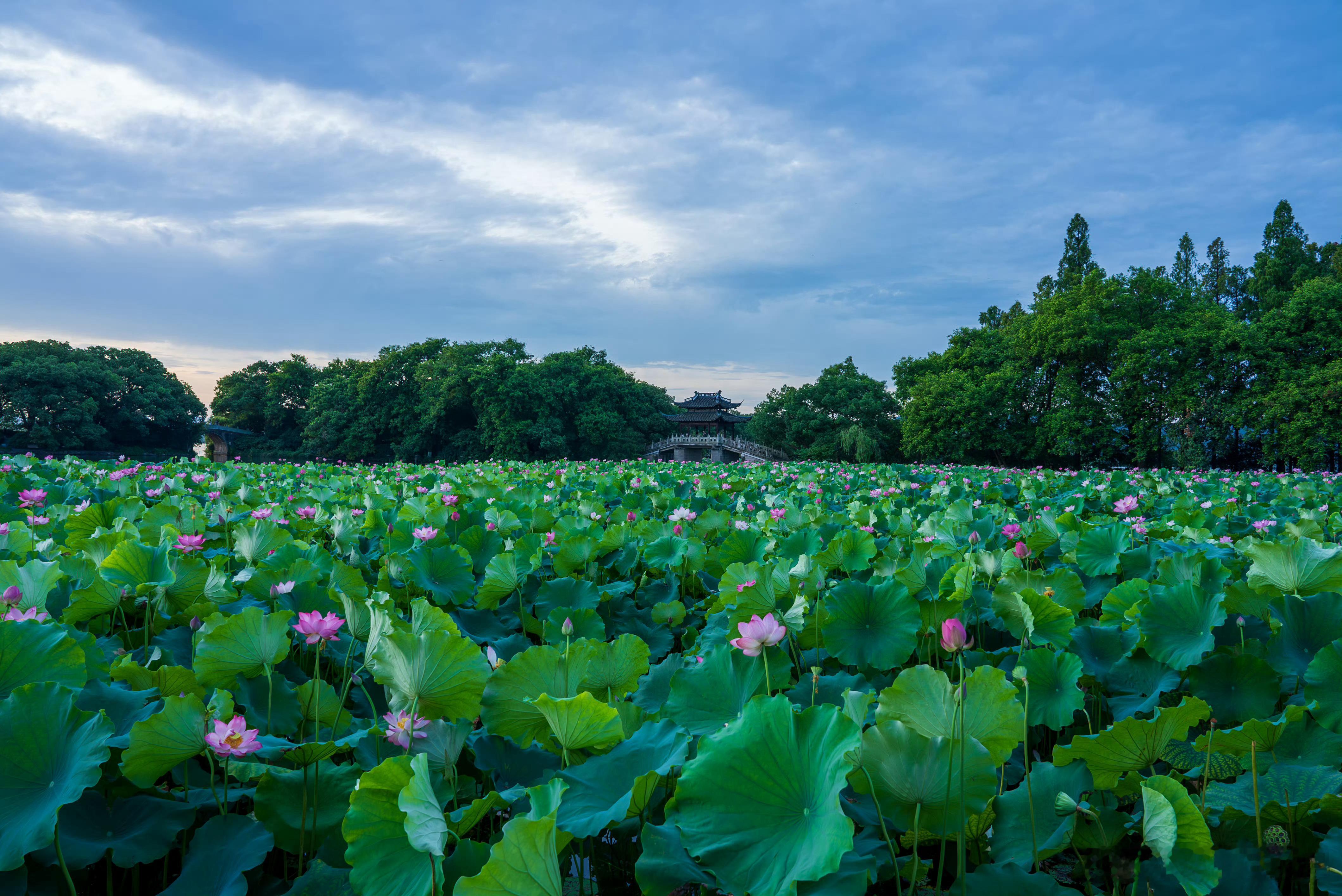 田栩宁登上《中国画报》封面，多语种版本全球发行，背景选取了杭州典型的山水园林元素