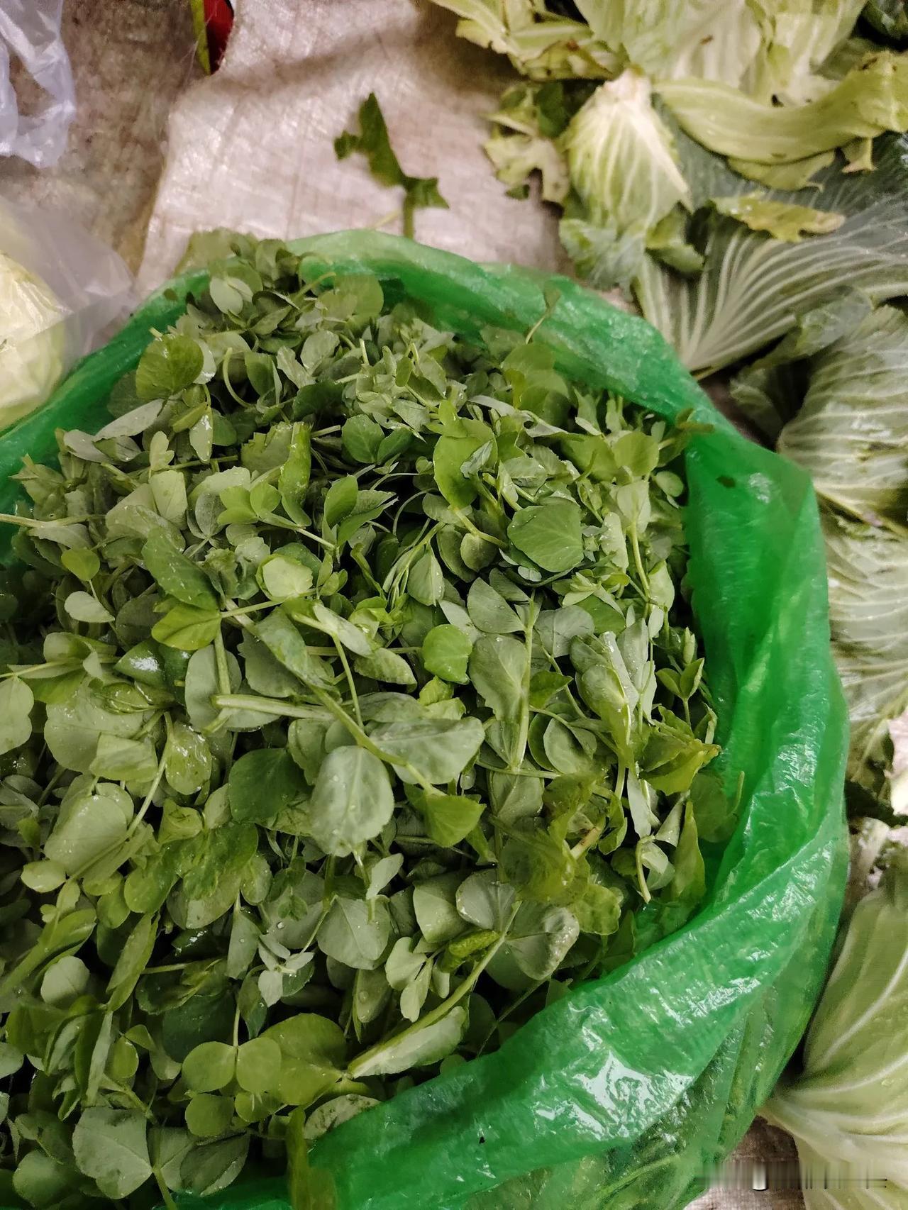 做好准备吧，成都的豌豆尖即将大面积上市！

目前已经在我们小区附近的菜市场、连锁