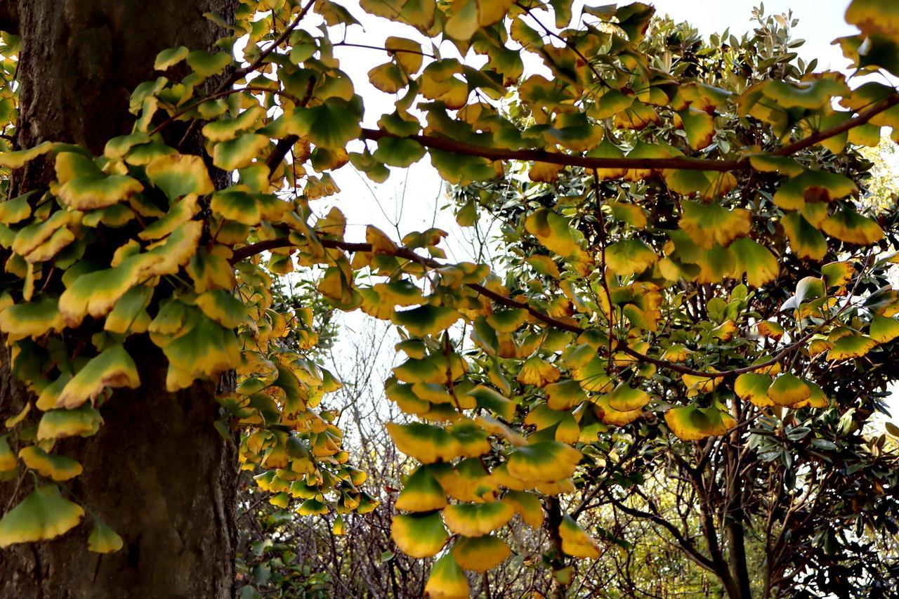 今天的美：
​        今天的美，来自银杏叶。
​        这棵性急