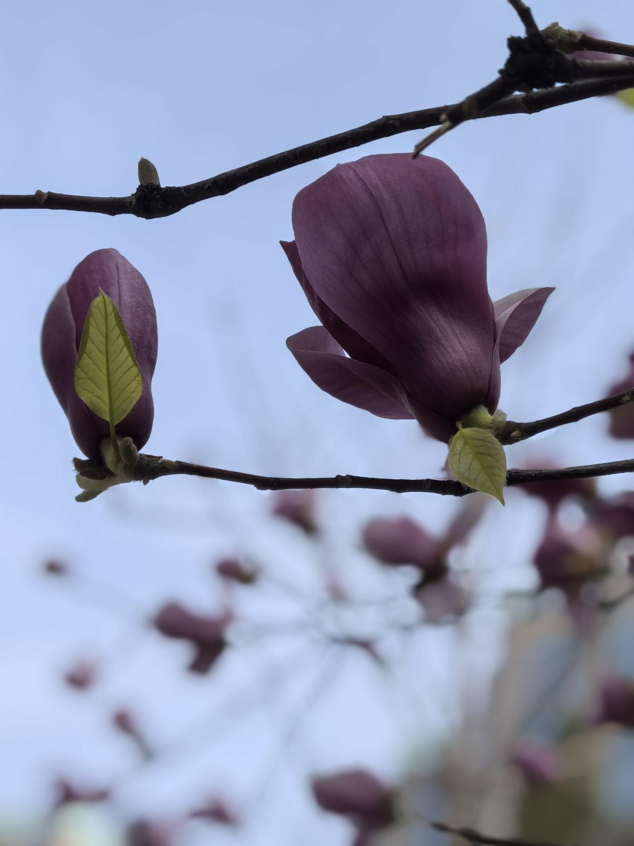差不多有一个多月没有游泳了，没想到体力大减。
以前蛙泳根本就不会觉得累，今天游了