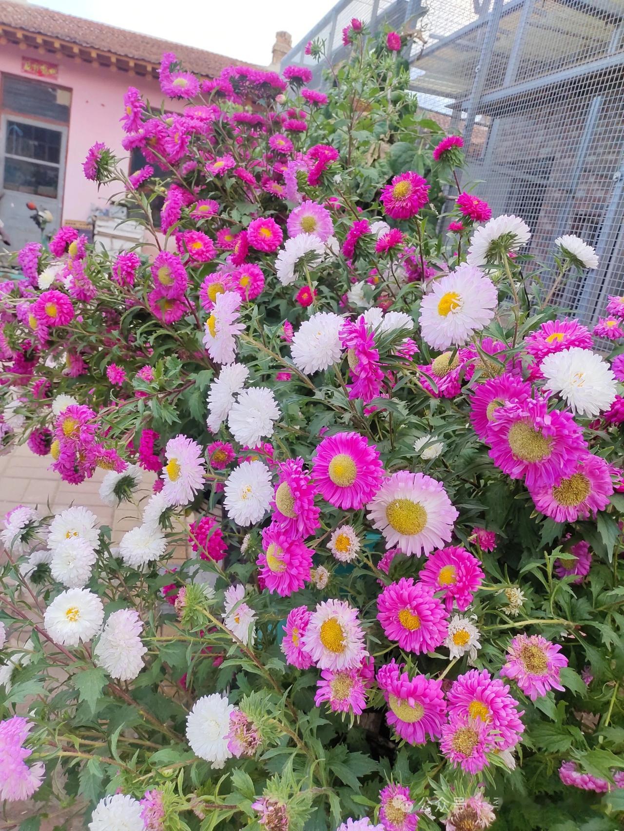 色彩斑斓的菊花盛开，绽放出秋天的美丽！🌸🍁
