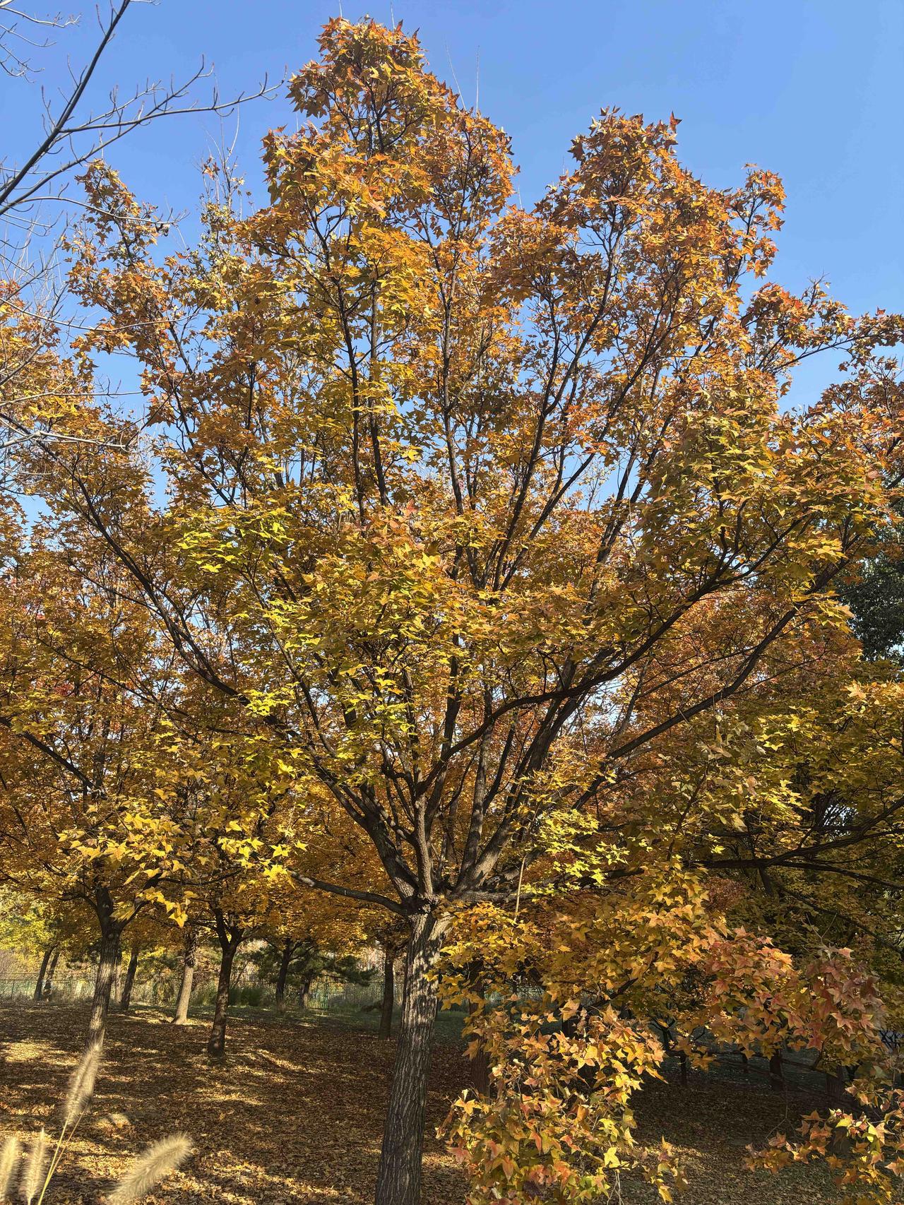 冬日生活打卡季：秋去寒来，这一年又要接近尾声了，不知道是天太冷了，还是心里装了太