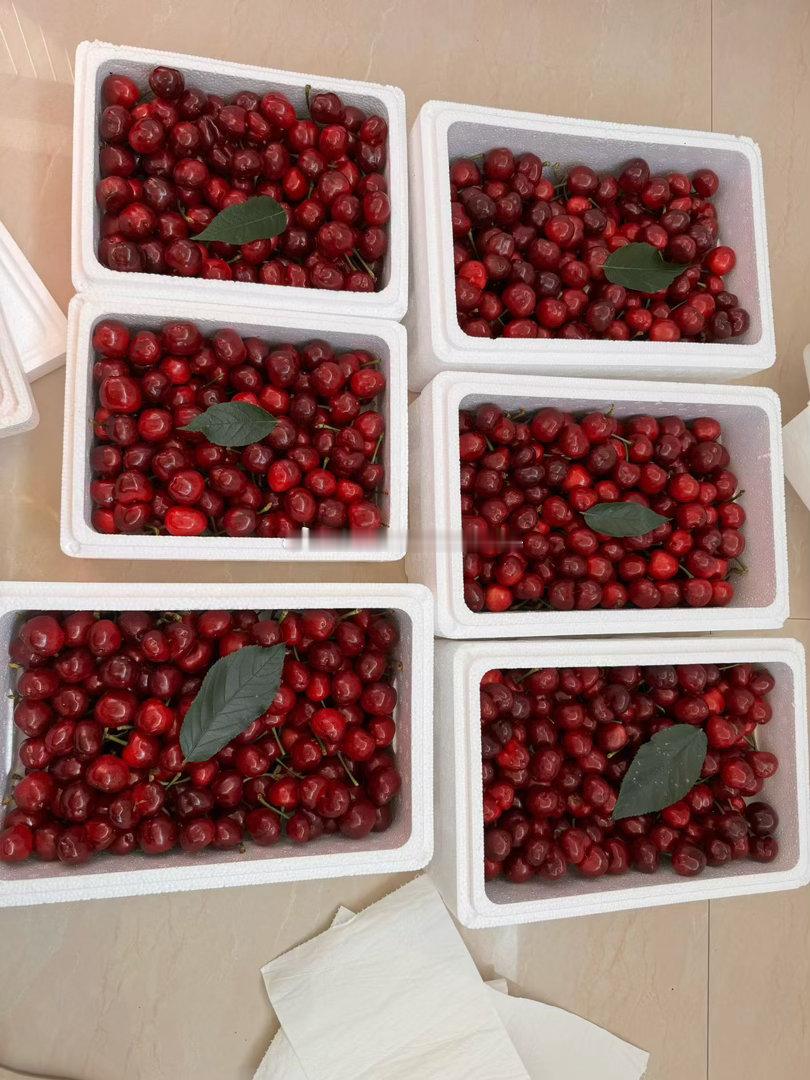 一大早回去摘樱桃🍒，我想慢慢干，老人担心下雨🌧️想早点摘完，太累了……这是我