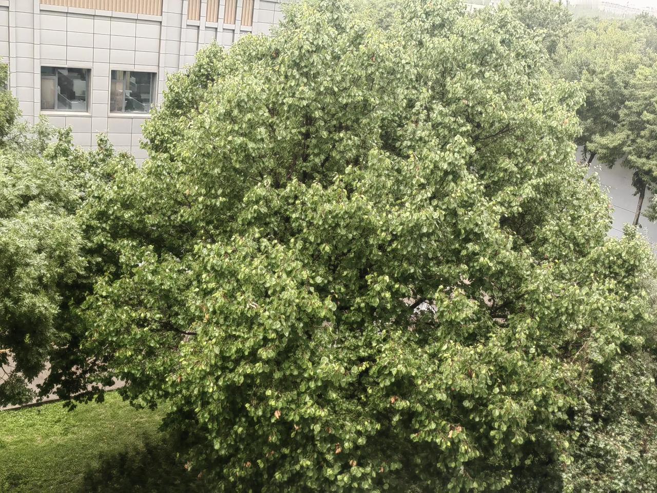 俗话说：雷打秋，冬半收。又说：立秋响雷，百日见霜。‌‌
9月2日，银川下起了大雨