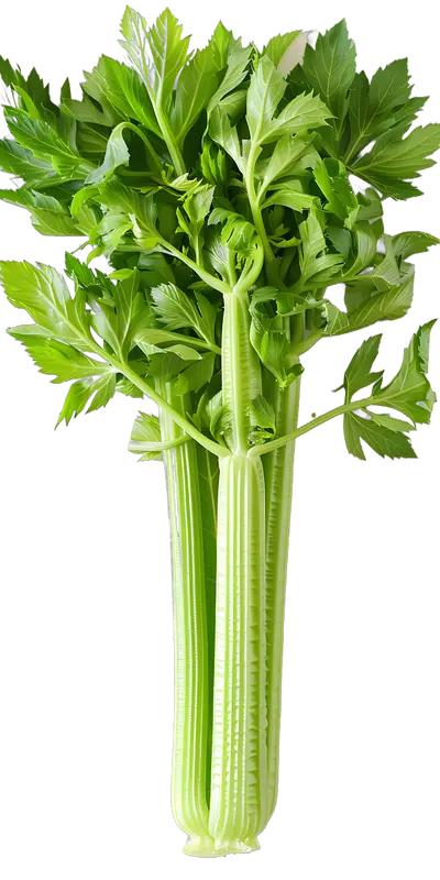 芹菜叶子当然能吃，而且是个被忽视的“宝藏”。它富含维生素A、C、K，还有钙、镁、
