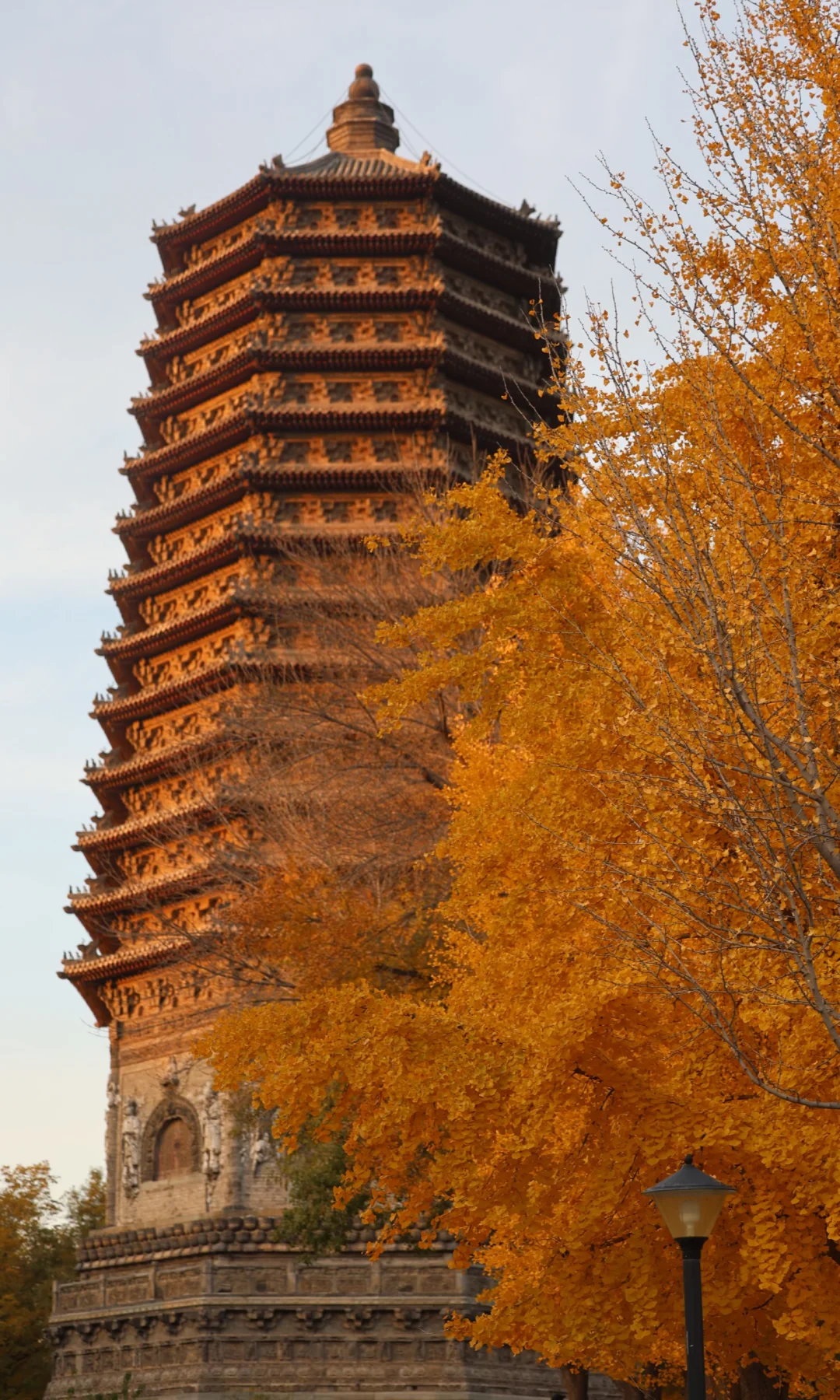 11.10玲珑公园·慈寿寺塔，小众银杏林