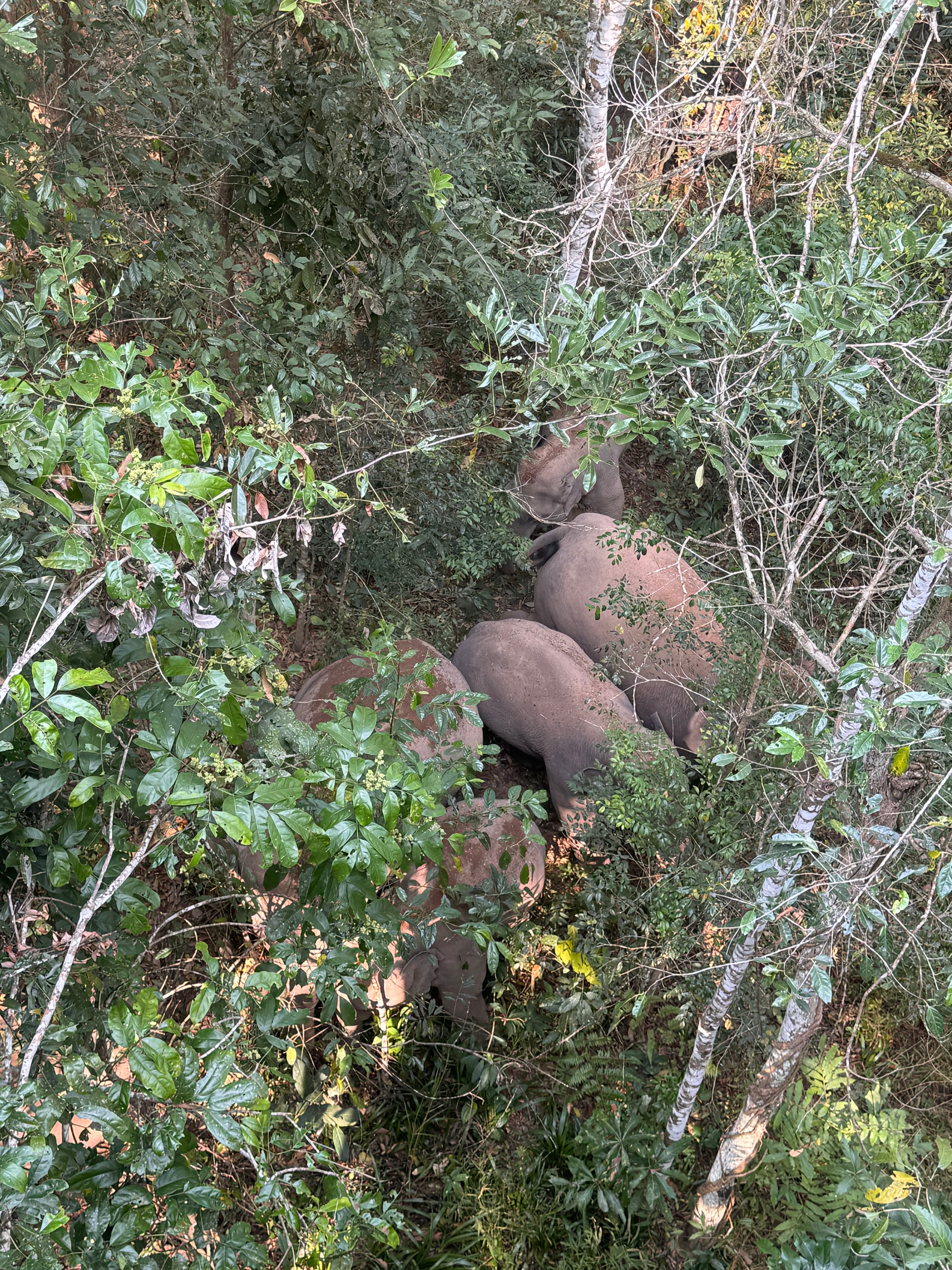 太幸运了…..简直太幸运了！我几年前和我妈来过野象谷，走了半天一只野象都没看到！