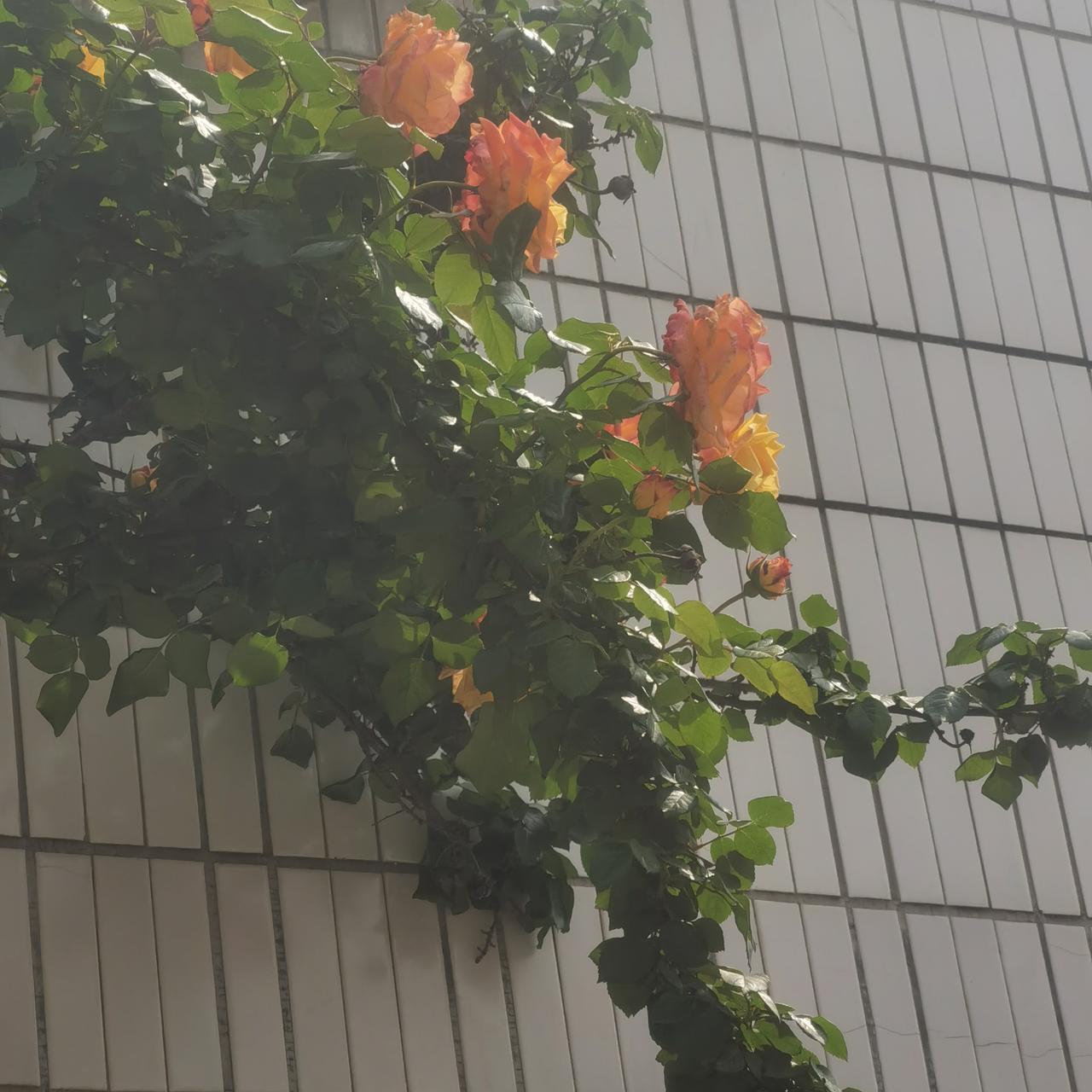 你儿媳妇的父母都没有退休工资，是么？熟人轻笑着问。那眼神，那嘴角，好立体。

如