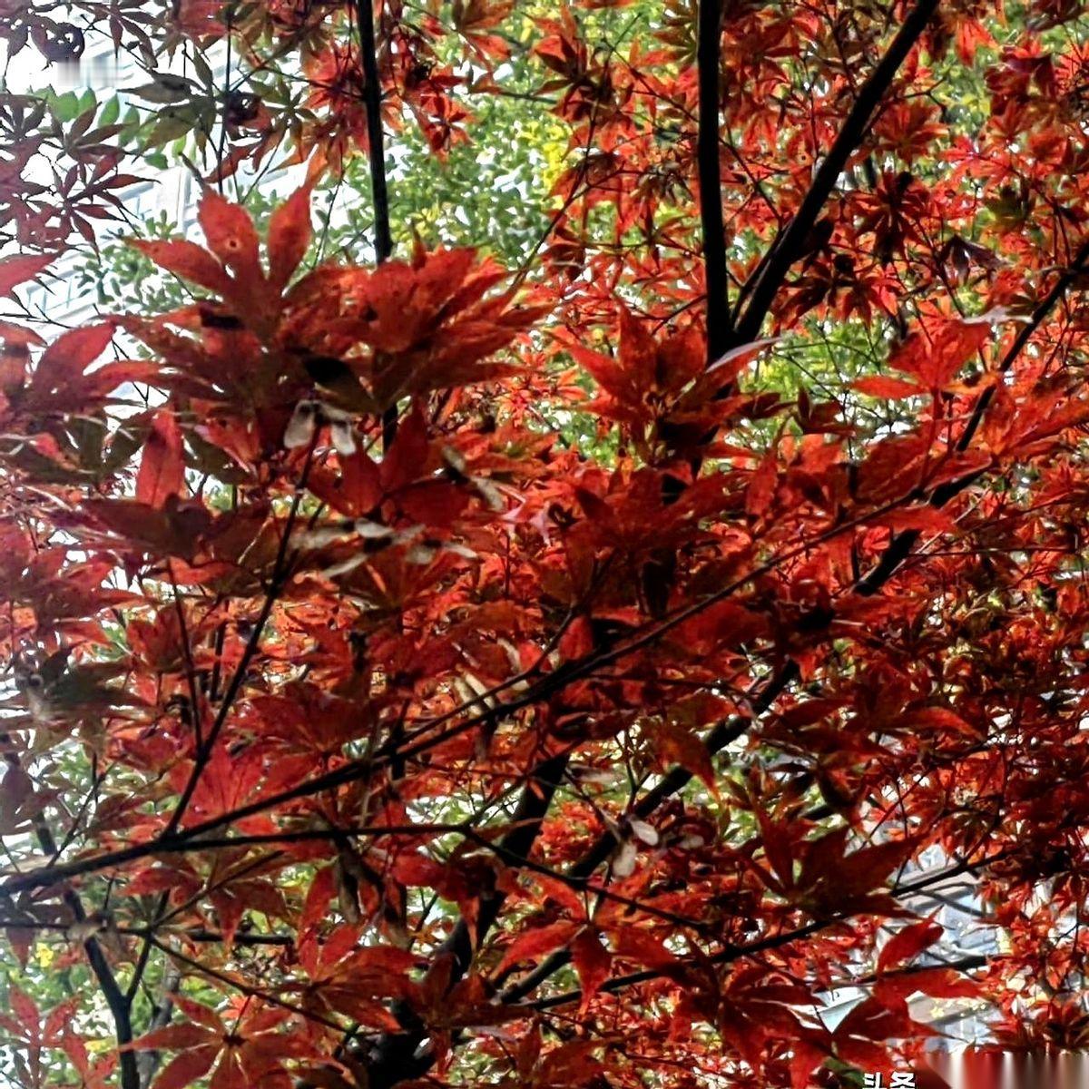 一天写十篇。
就为了一个平台给的，听着好听、其实P用没有的头衔。
我一个50多岁