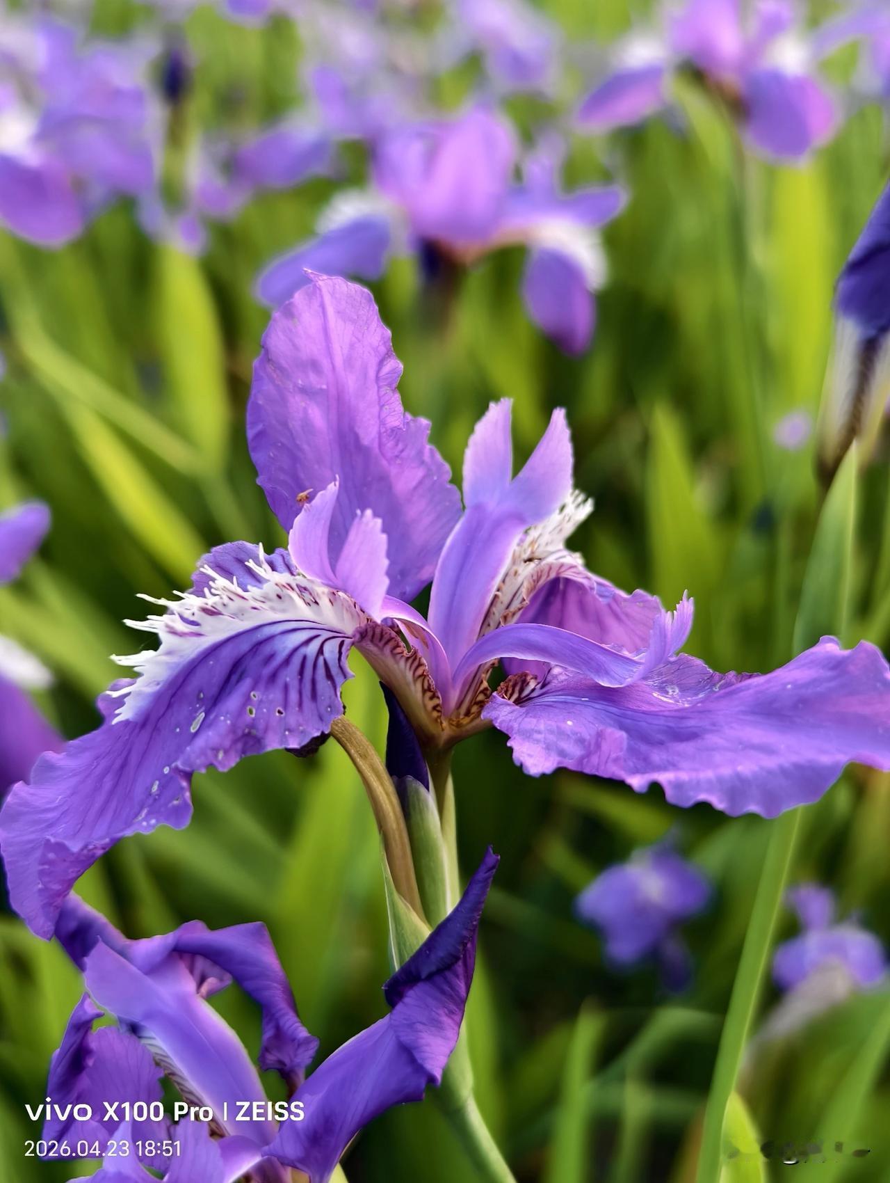 农村里最常见的花儿——鸢尾花。

每到春末夏初，农村的房前屋后、村道旁、田埂上、