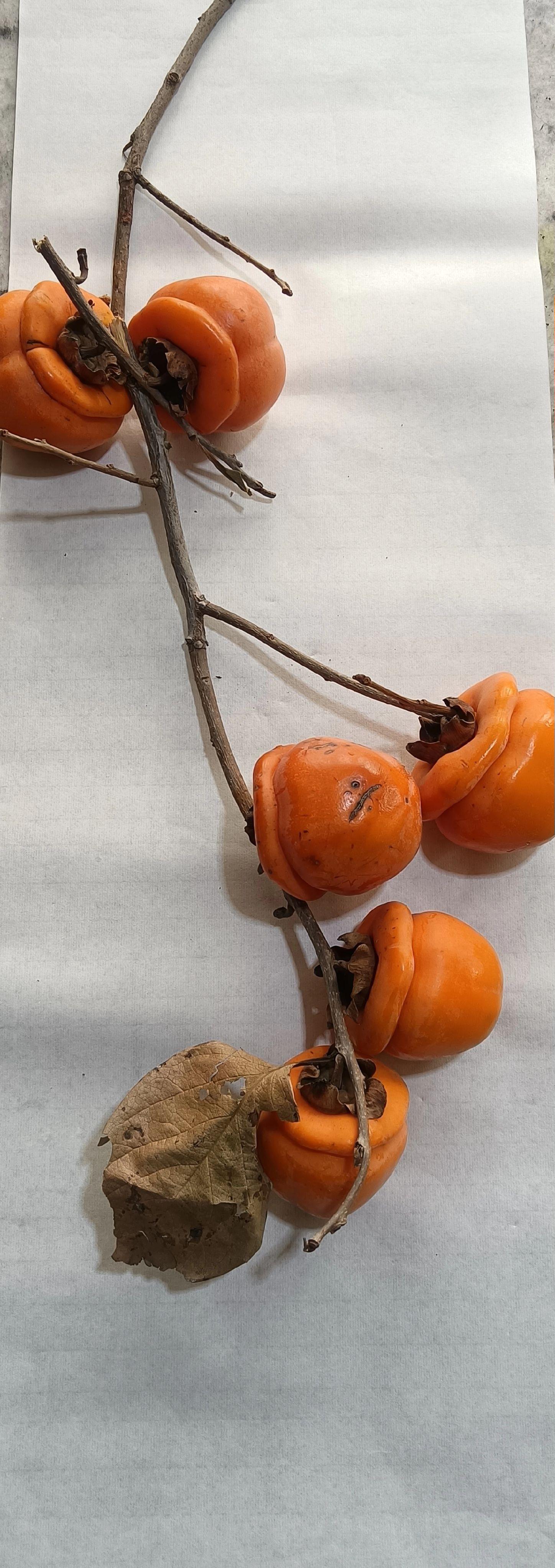 画案上的秋意！小姑子家柿子，拿回来一个也舍不得吃，在纸上摆弄各种构图...