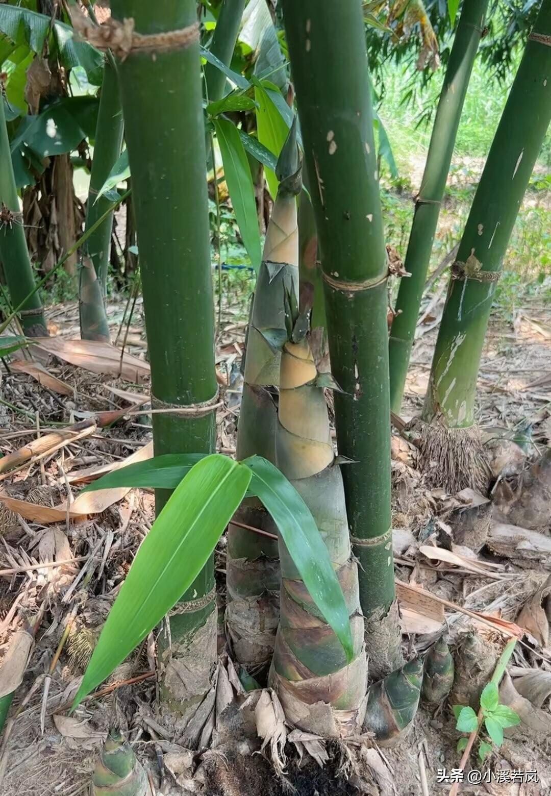 “雨后春笋”这句成语不仅适合春天也适合夏天啊！
     每年一到夏天，我们这边