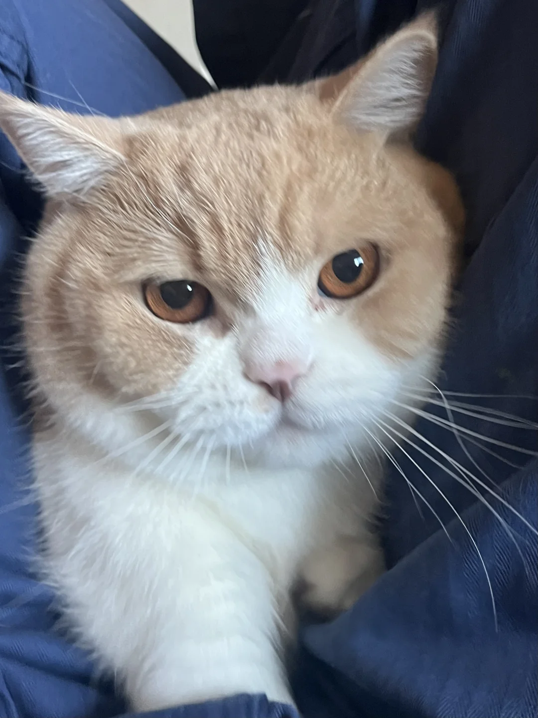 从裤缝里钻出一只小猫