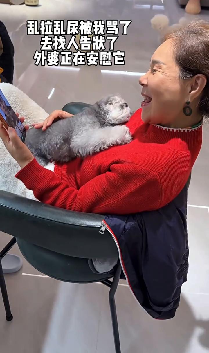 乱拉乱尿被我骂了，去找人告状了。外婆正在安慰它，得逞后的微笑。