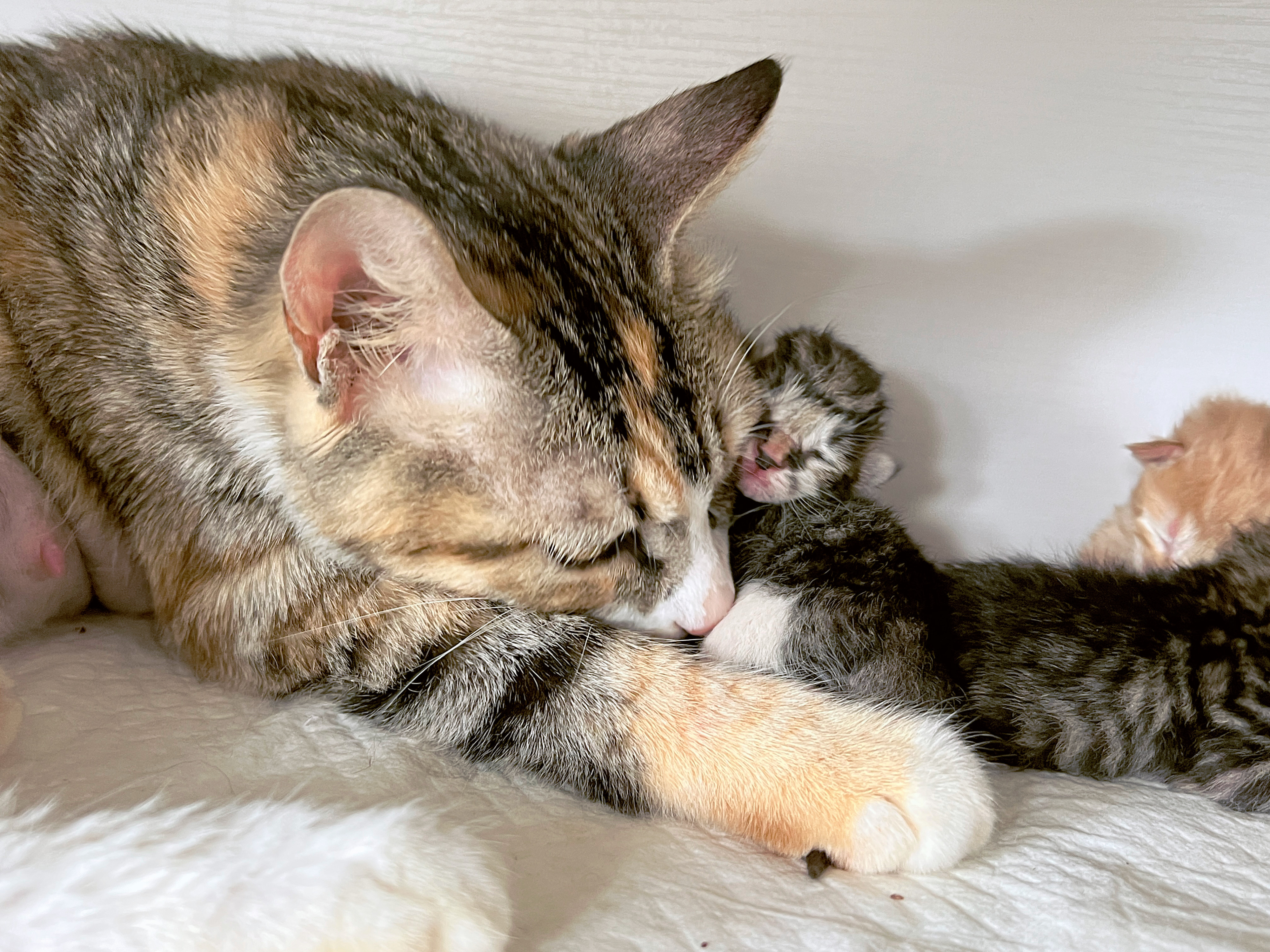 #杭州领养# 哈基米！半日龄哈基米！2橘2狸1玳瑁。断奶后找领养。猫妈妈性格也很