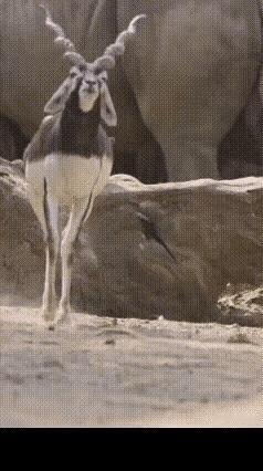 这是什么物种[赞][赞][赞]