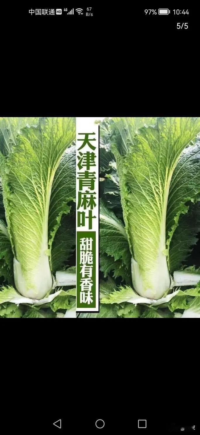 小菜园种上青麻叶，找回儿时白菜味
自己有个小菜园就是好，想吃小时候吃的细长的白菜