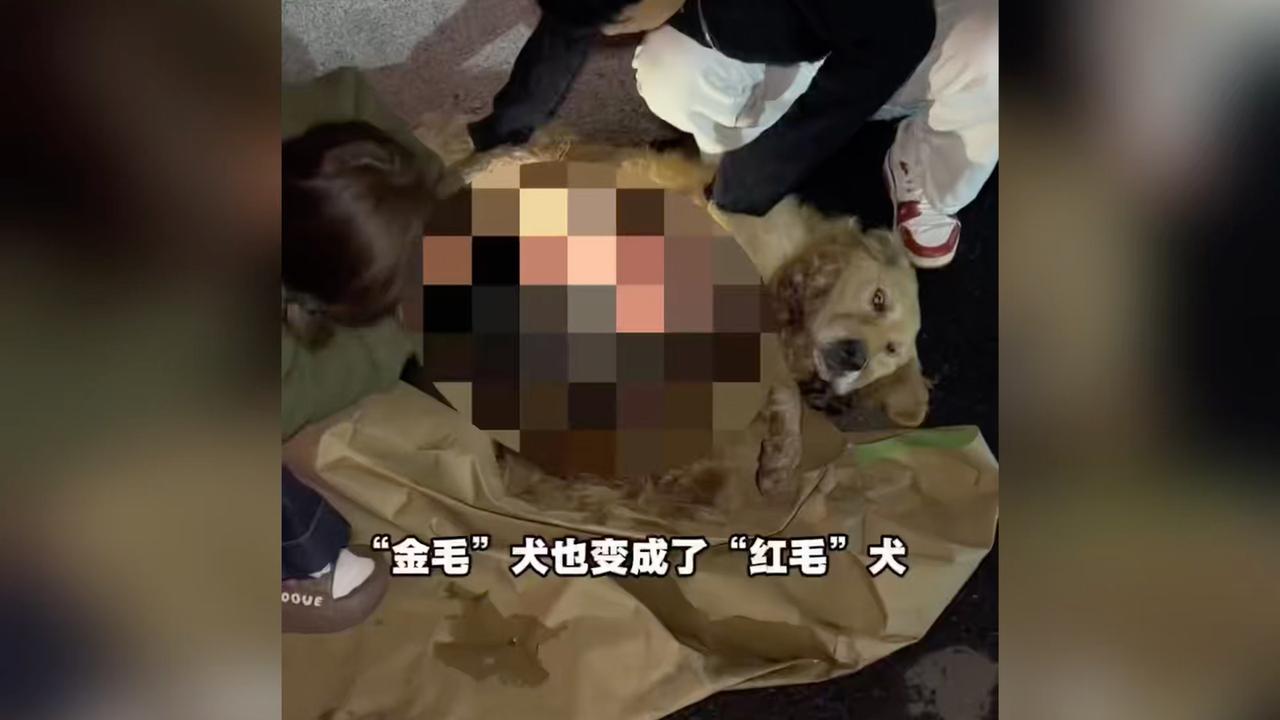 好心小伙开500公里救助一只被车撞的流浪狗，看到最后真让人泪目，好人一生平安！