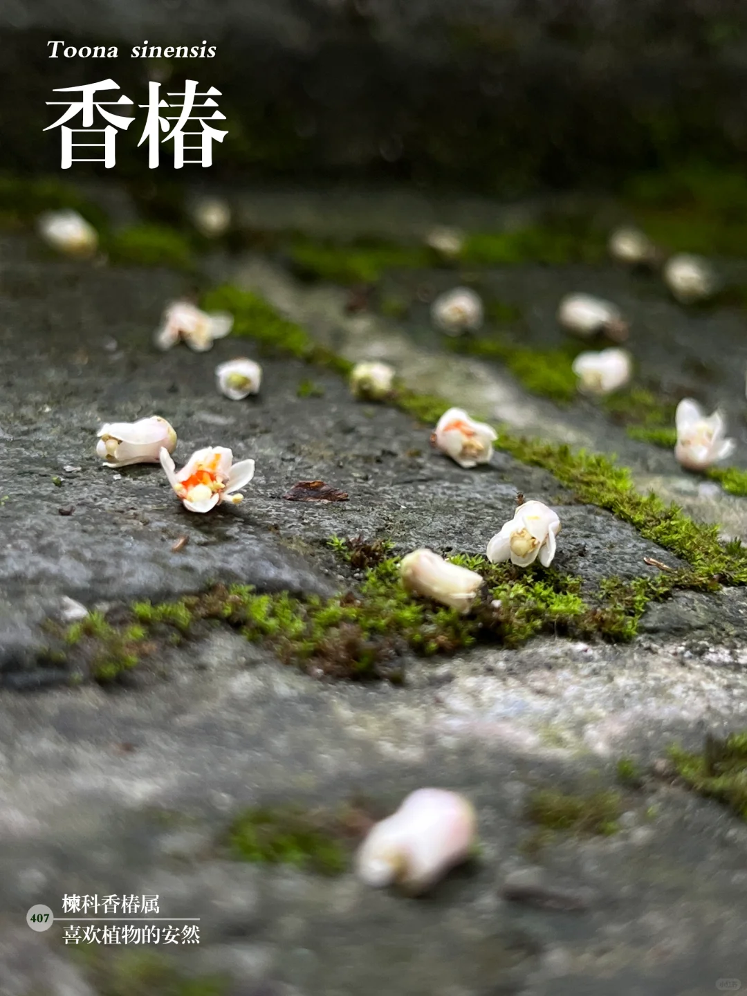 福州植物打标407｜余味悠长的香椿