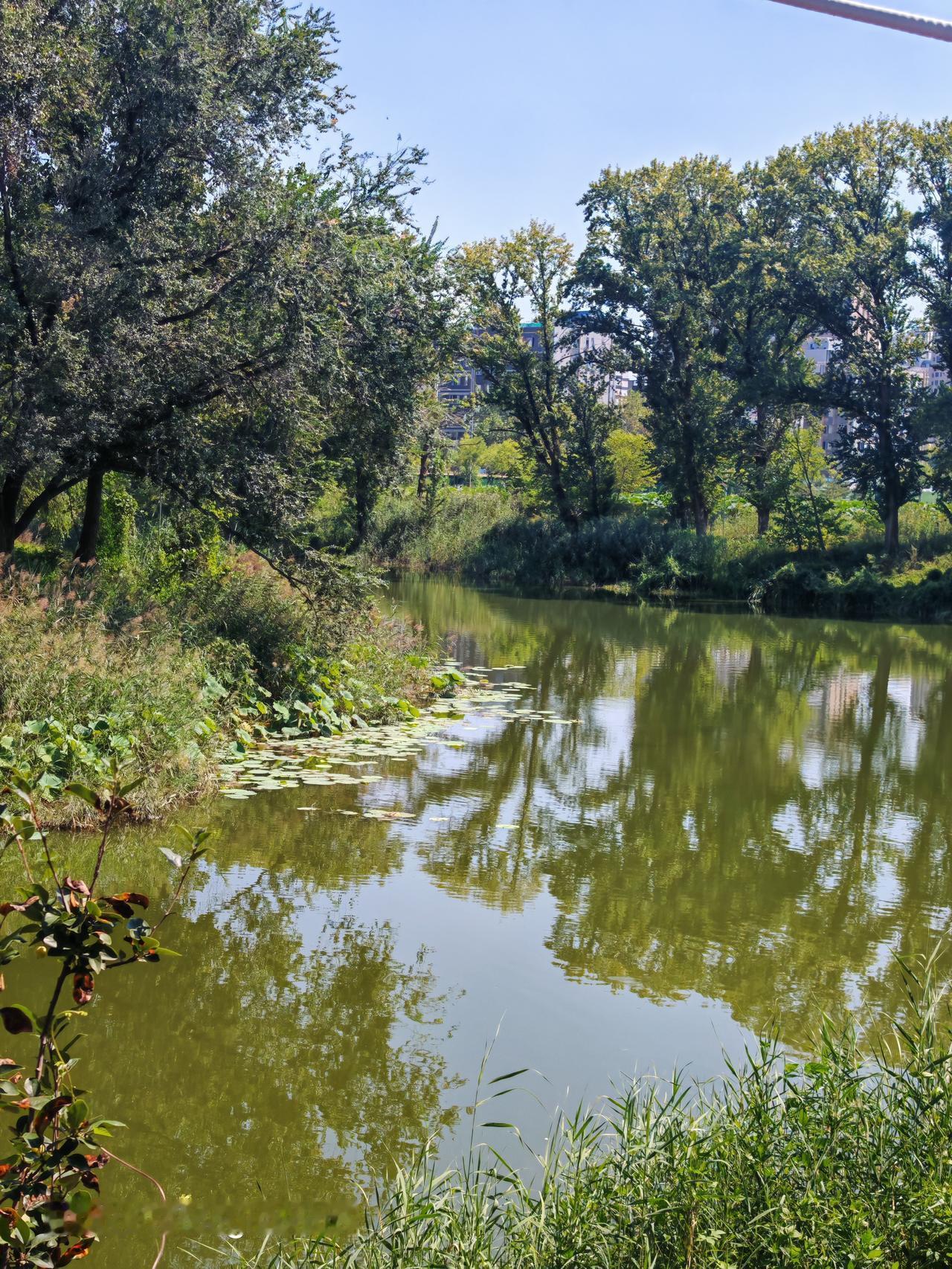 静谧的湖畔，绿意盎然。北京温榆河公园里风景独好~30.4平方公里面积