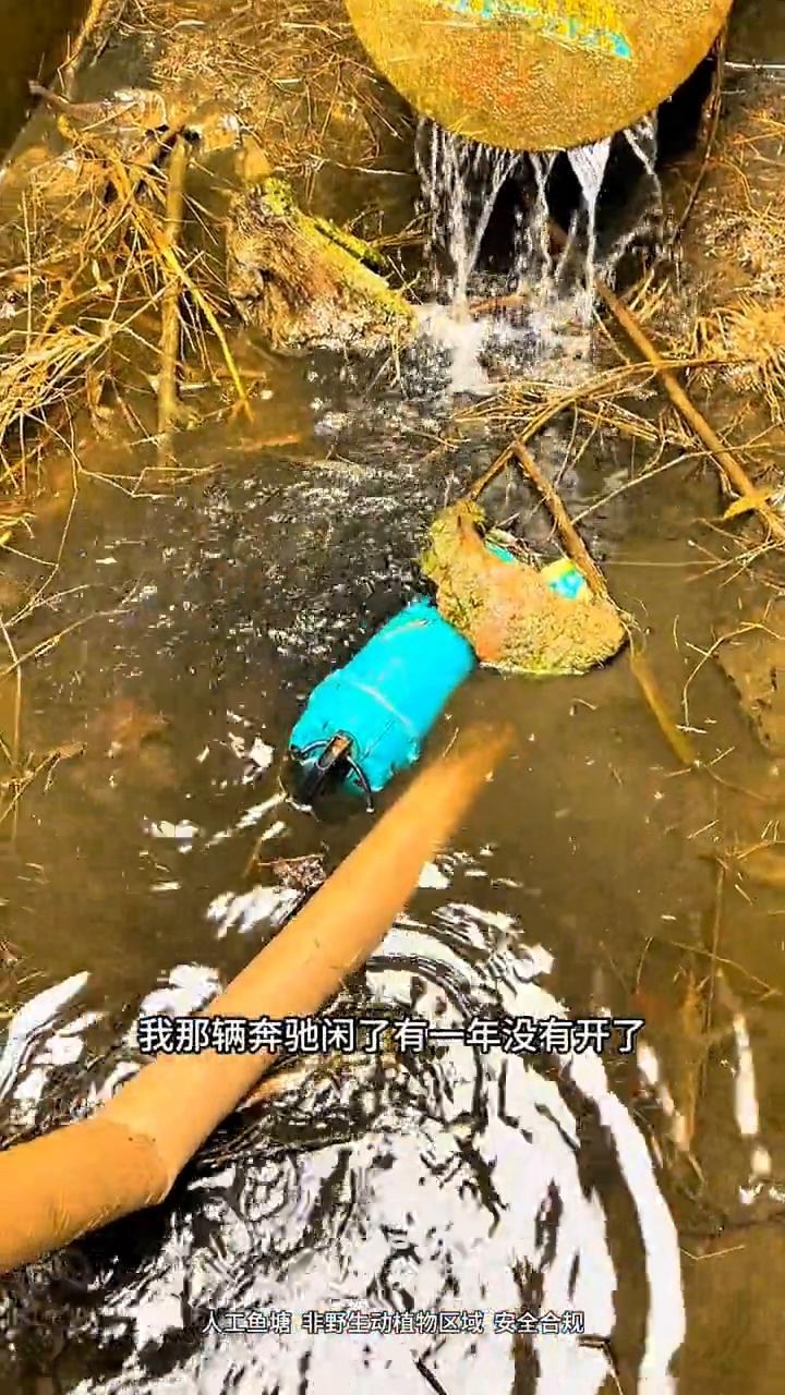 退水小坑。
看到没有，这么大一条草鱼终于还是来迟了一步。这么大一条草鱼可惜了，最